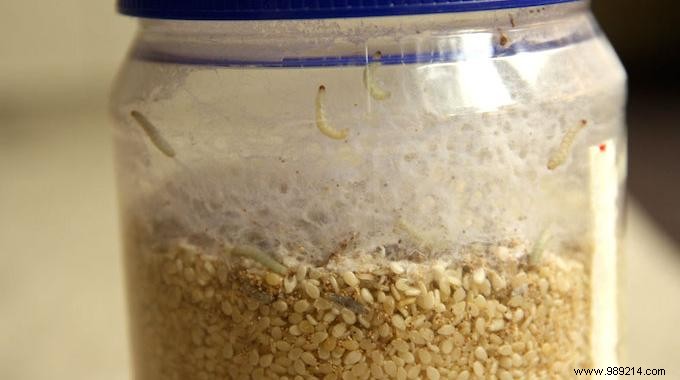 Eliminate Pantry Moths Naturally: The Proven Garlic Remedy