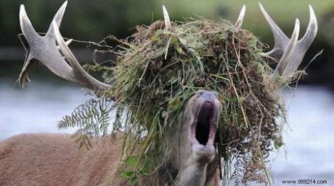 Natural Weed Killer: Eradicate Weeds with White Vinegar – No Chemicals Required