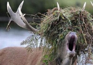 Natural Weed Killer: Eradicate Weeds with White Vinegar – No Chemicals Required