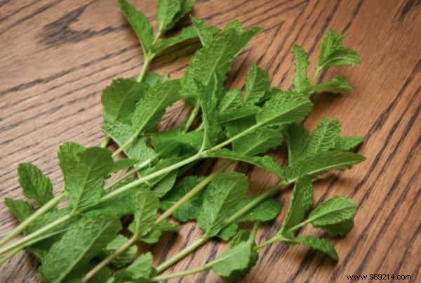 Natural Spider Repellent: Keep Spiders Out of Your Home with Fresh Mint