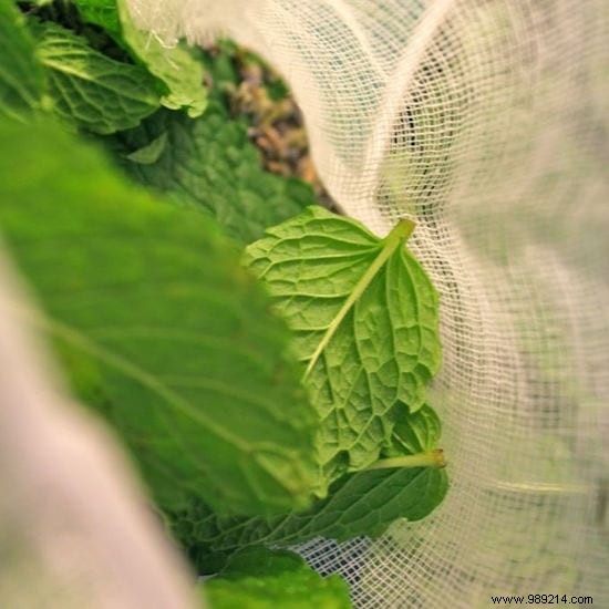 Natural Spider Repellent: Keep Spiders Out of Your Home with Fresh Mint
