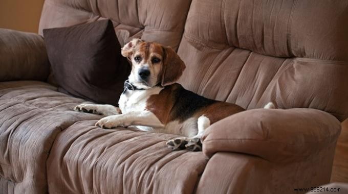 Effortless Fabric Sofa Cleaning: Proven Baking Soda Method