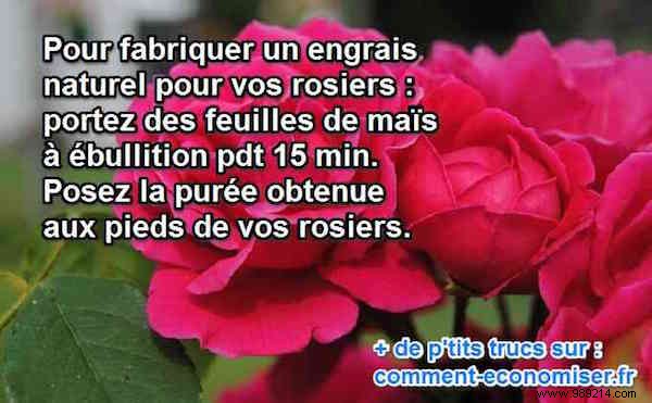 Revive Your Roses with This Simple Homemade Corn Husk Fertilizer