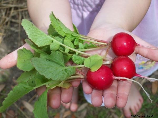 How to Build a Thriving Balcony Vegetable Garden: Save Money and Eat Fresher Produce