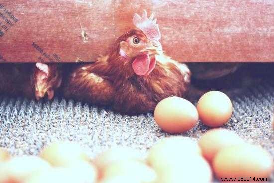 Adopt a Laying Hen: Save on Eggs and Turn Waste into Compost