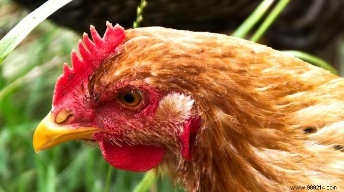 Adopt a Laying Hen: Save on Eggs and Turn Waste into Compost