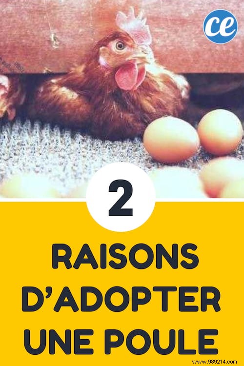 Adopt a Laying Hen: Save on Eggs and Turn Waste into Compost