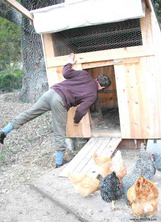Adopt a Laying Hen: Save on Eggs and Turn Waste into Compost