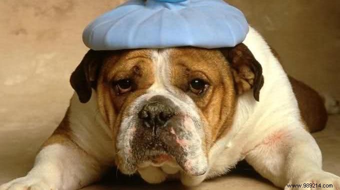 DIY Flexible Ice Pack: Make One at Home in 5 Minutes – Physiotherapist Tip