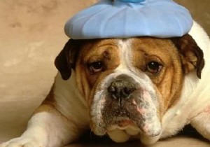 DIY Flexible Ice Pack: Make One at Home in 5 Minutes – Physiotherapist Tip