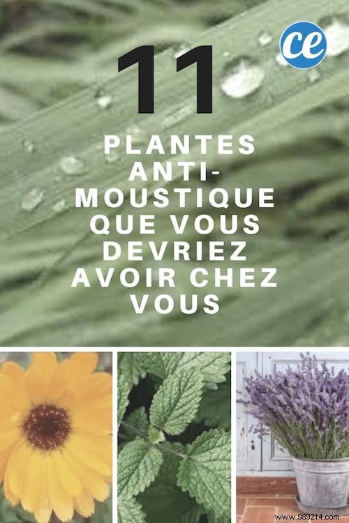 11 Proven Mosquito-Repelling Plants for Your Home and Garden