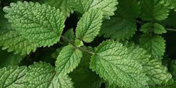 11 Proven Mosquito-Repelling Plants for Your Home and Garden