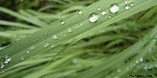 11 Proven Mosquito-Repelling Plants for Your Home and Garden