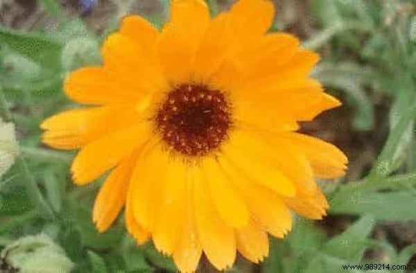 11 Proven Mosquito-Repelling Plants for Your Home and Garden