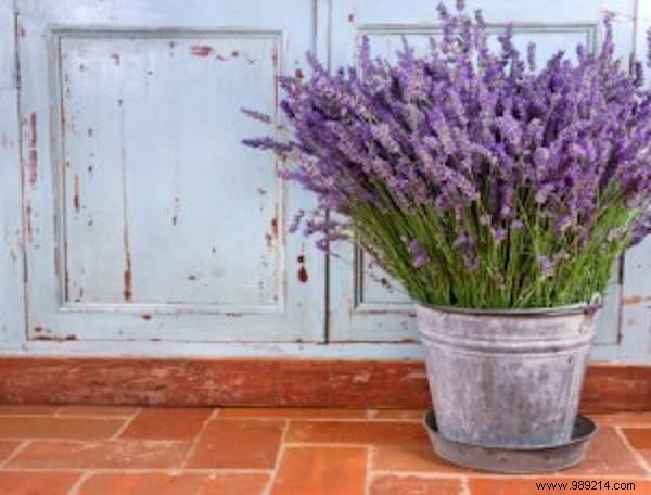 11 Proven Mosquito-Repelling Plants for Your Home and Garden