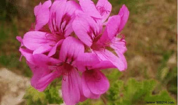 11 Proven Mosquito-Repelling Plants for Your Home and Garden