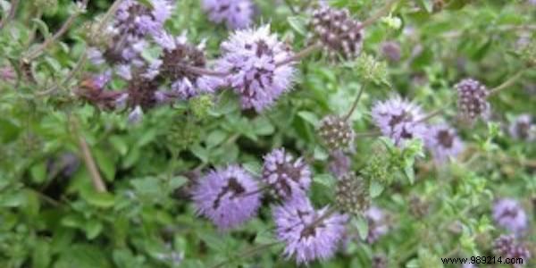 11 Proven Mosquito-Repelling Plants for Your Home and Garden