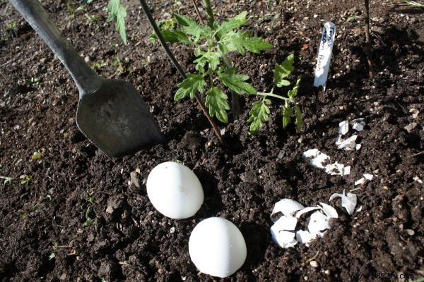 6 Homemade Natural Fertilizers Your Plants Will Thrive On