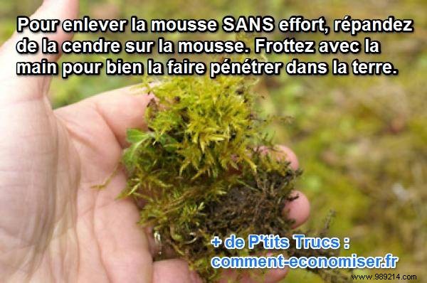 Effortless Lawn Moss Removal: Proven Wood Ash Method from a Gardener s Neighbor