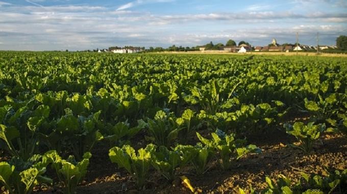 Turn Lemon Peels into Free, Natural Fertilizer for a Thriving Vegetable Garden