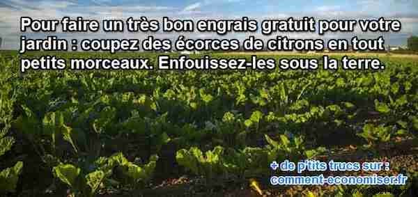 Turn Lemon Peels into Free, Natural Fertilizer for a Thriving Vegetable Garden