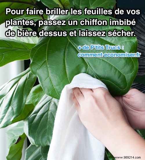 Revive Dull Houseplant Leaves: The Proven Beer Trick for Natural Shine