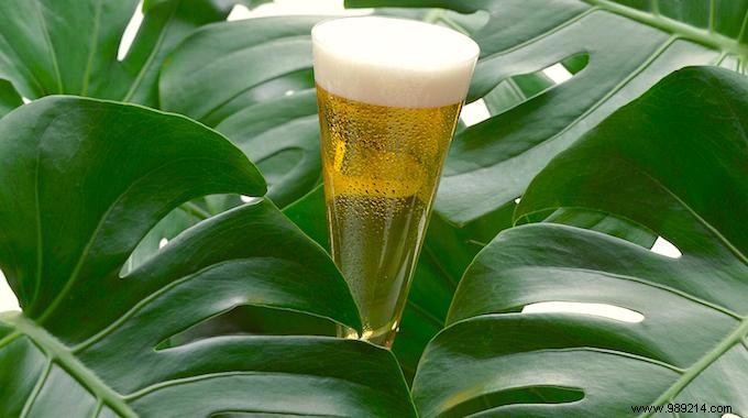 Revive Dull Houseplant Leaves: The Proven Beer Trick for Natural Shine