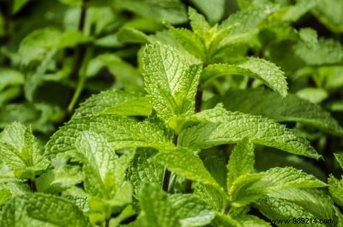 2 Proven Natural Ways to Repel Rats: Mint and Angelica Tips