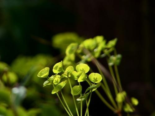 2 Proven Natural Ways to Repel Rats: Mint and Angelica Tips