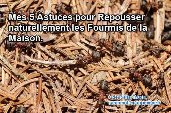 5 Proven Natural Ways to Keep Ants Out of Your Home