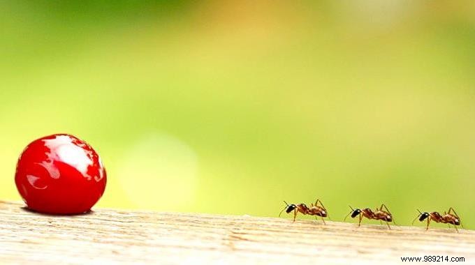 5 Proven Natural Ways to Keep Ants Out of Your Home