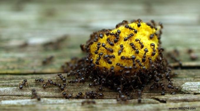Ant Invasion? 13 Proven Household Items to Eliminate Them Naturally