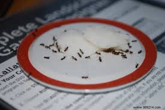 Ant Invasion? 13 Proven Household Items to Eliminate Them Naturally