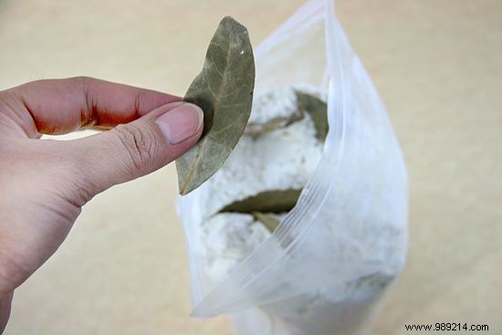 Ant Invasion? 13 Proven Household Items to Eliminate Them Naturally