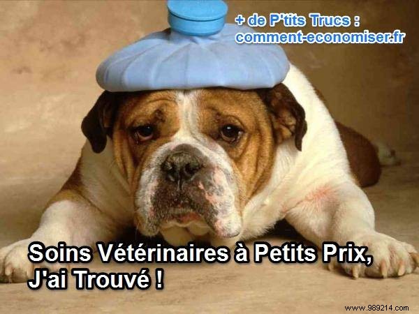 Affordable Veterinary Care in France: Proven Low-Cost Solutions from Real Experience