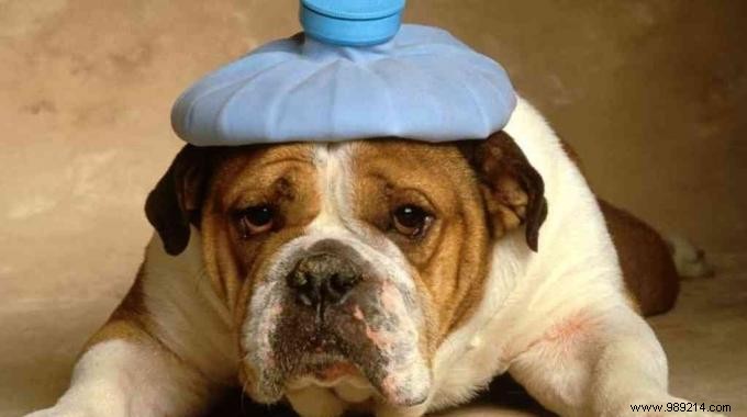 Affordable Veterinary Care in France: Proven Low-Cost Solutions from Real Experience