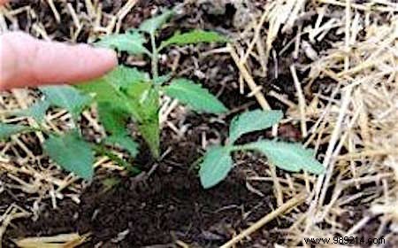 13 Proven Gardening Tips for Bigger, Higher-Yield, and Sweeter Tomatoes