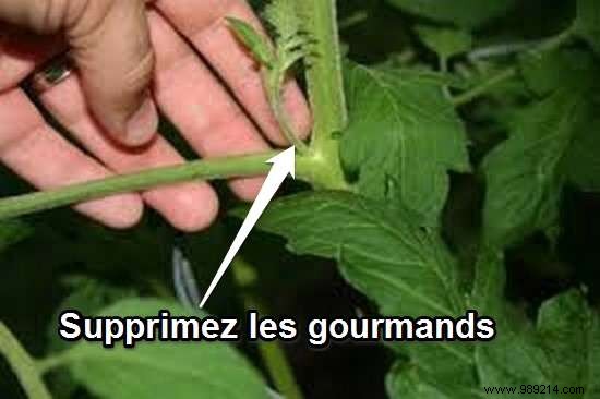 13 Proven Gardening Tips for Bigger, Higher-Yield, and Sweeter Tomatoes