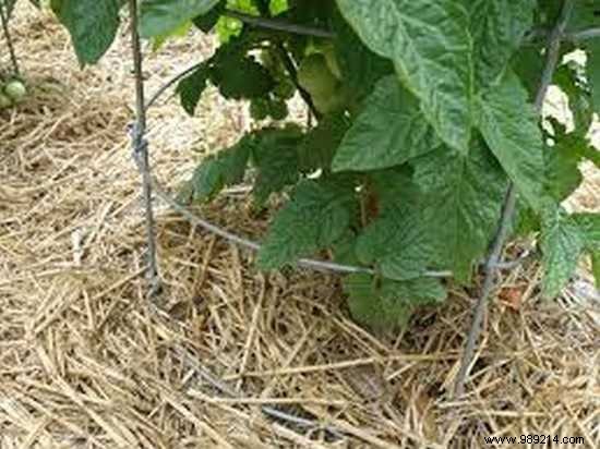 13 Proven Gardening Tips for Bigger, Higher-Yield, and Sweeter Tomatoes