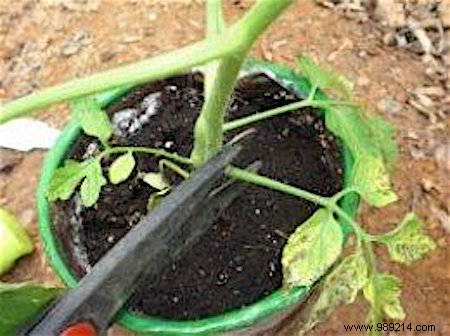 13 Proven Gardening Tips for Bigger, Higher-Yield, and Sweeter Tomatoes