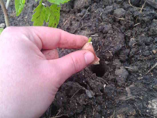 13 Proven Gardening Tips for Bigger, Higher-Yield, and Sweeter Tomatoes