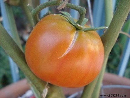 13 Proven Gardening Tips for Bigger, Higher-Yield, and Sweeter Tomatoes