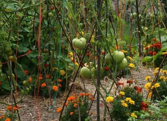 13 Proven Gardening Tips for Bigger, Higher-Yield, and Sweeter Tomatoes