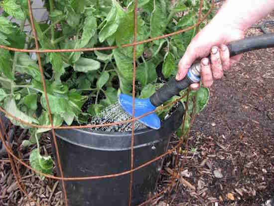 13 Proven Gardening Tips for Bigger, Higher-Yield, and Sweeter Tomatoes