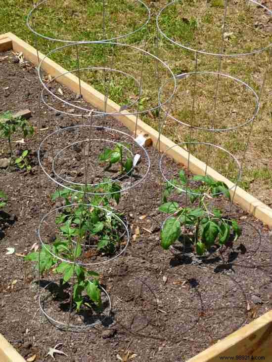 13 Proven Gardening Tips for Bigger, Higher-Yield, and Sweeter Tomatoes