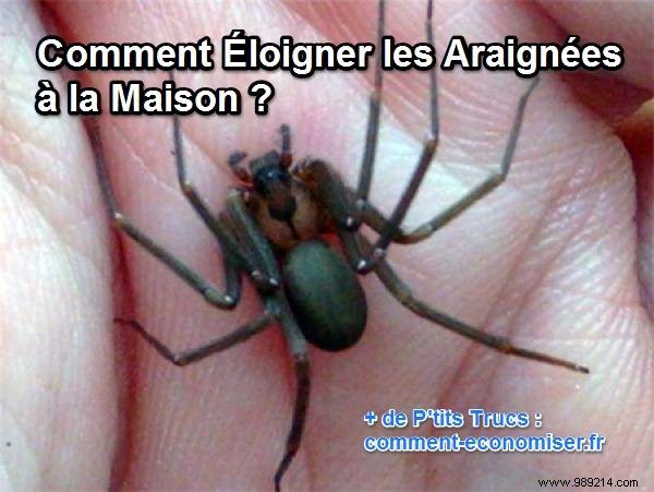 Grandma s Proven Broom Trick: How to Naturally Repel Spiders from Your Home