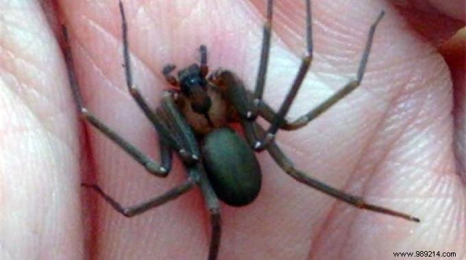 Grandma s Proven Broom Trick: How to Naturally Repel Spiders from Your Home