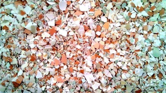 10 Genius Ways to Repurpose Eggshells for Gardening, Health, and Home