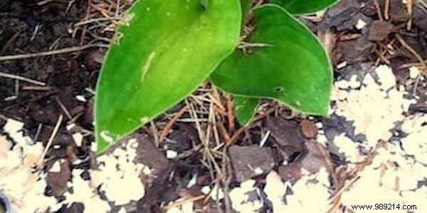 10 Genius Ways to Repurpose Eggshells for Gardening, Health, and Home