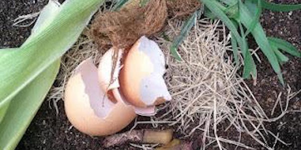 10 Genius Ways to Repurpose Eggshells for Gardening, Health, and Home